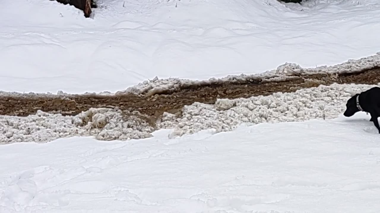 Flash Flood in the Snow