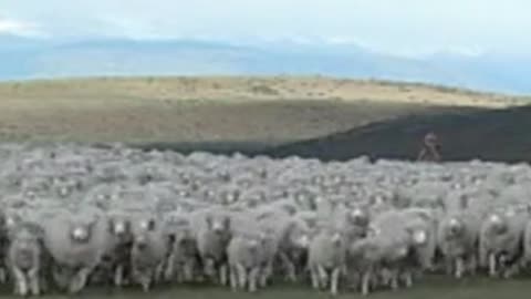 sheep