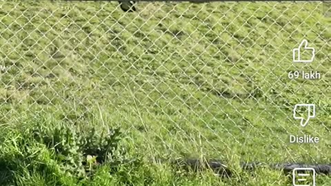 How animals get over a fence? 🤣🤣