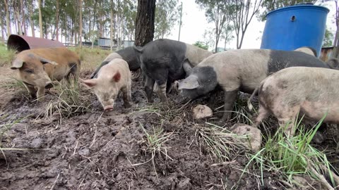 Free Range Pigs Loving Mud Life at Golden Hill Farm