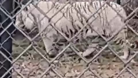 🤣🤯 Donkeys Steal the Show in the Most Unexpected Moment! | FunFM