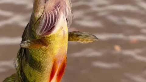 Life is the most precious gift given by the Universe and no one has the right to take it away.