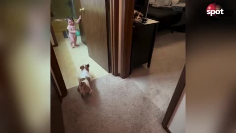 dog-plays-tag-with-toddler-and-goes-viral