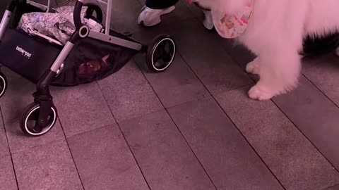 The Samoyed keeps its distance — doesn’t wanna get framed by the tiny drama queen Pom!
