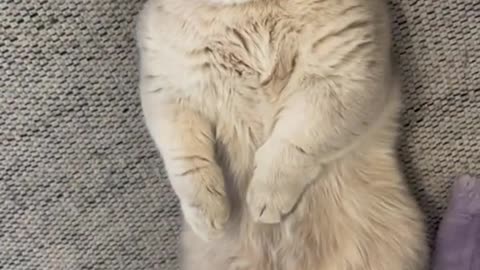 Cutest Cat Nap You'll See Today 😴❤️