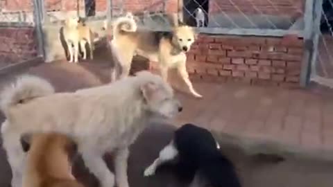 Who's the boss here？