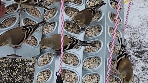 Killing it with Cheap Finch Feeders