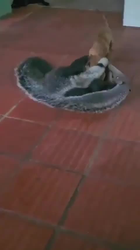An Anteater playing with puppies