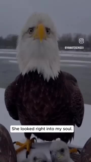🦅💕 Mama Eagle Gets Saved and Her Babies Get Fed....It's a GOOD Day! 🥰💞
