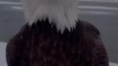 🦅💕 Mama Eagle Gets Saved and Her Babies Get Fed....It's a GOOD Day! 🥰💞