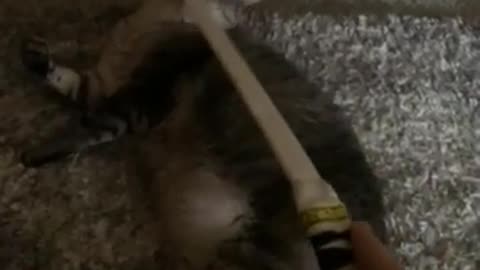 🤯🐈 Kitty's Got a Thing for Swords! | FunFM