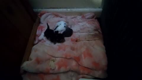 Kittens fight for the bed, GOOD OR BAD?