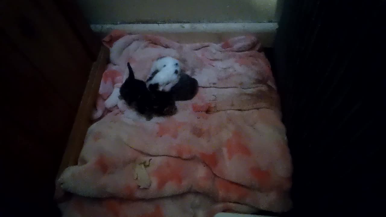 Kittens fight for the bed, GOOD OR BAD?