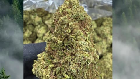 Silver Haze Kush THCa Flower | 26% Classic Reserve | Energizing Sativa | Citrus Pine Spice #thca