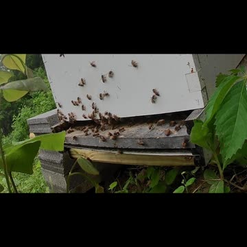 Friday Evening long cut