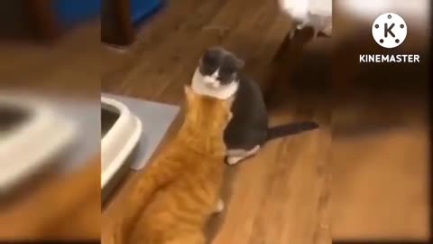 Funny animals
