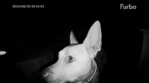 🐶 Scooby-Doo Is Back! Watch This Adorable Cam | FunFM