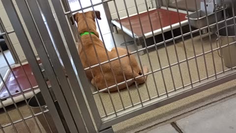 Mello-tan 2y A863485 kennel 205 harrys haven PACC shelter 4-2-2025 _200