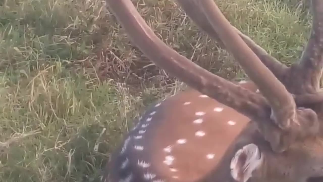 beautiful deer .