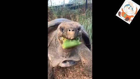 Try not to laugh_ best funny animal videos - funniest dogs and cat#2