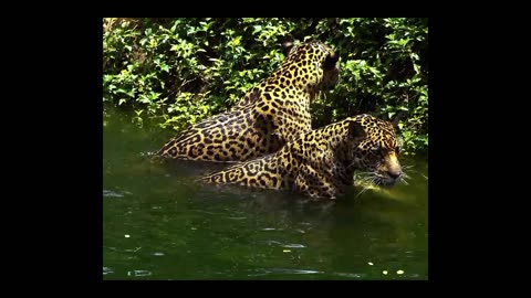 Lions and Tigers: A Clash of the Titans