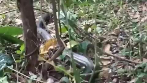 Python in mall in Australia 🇦🇺