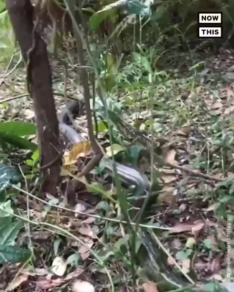 Python in mall in Australia 🇦🇺