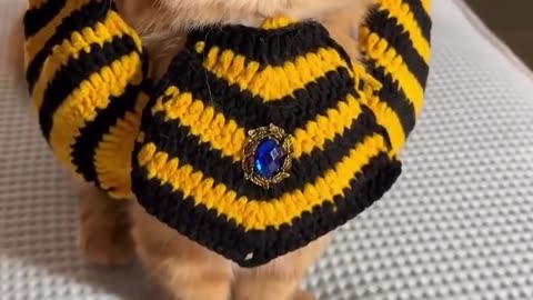 😂🐱 You Won't Believe This Hilarious Cat Royalty Showdown! Cateopatra vs TutanCatmun | FunFM
