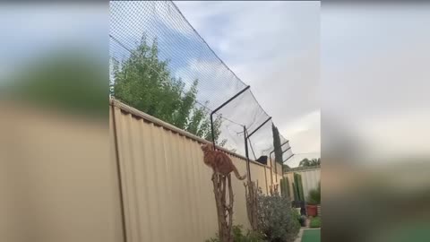 funny animal 3