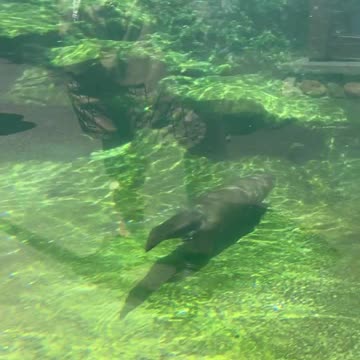 Playful North American River Otter Diving & Swimming
