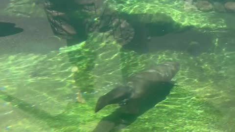 Playful North American River Otter Diving & Swimming