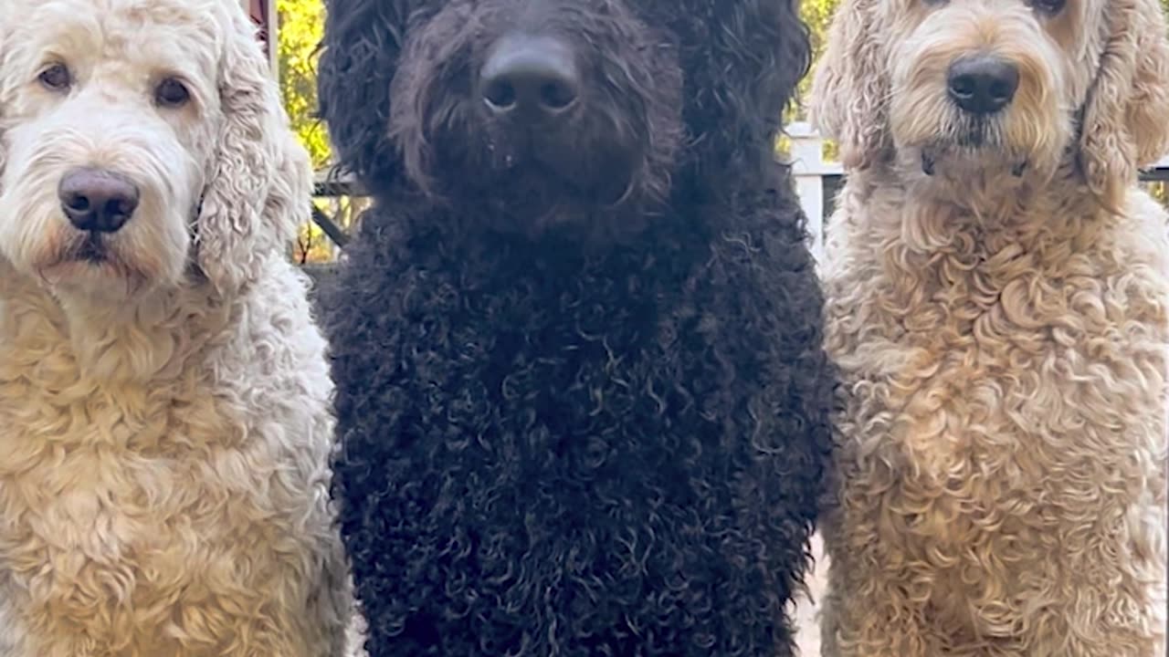 Puppy Transforms Into Gentle Giant