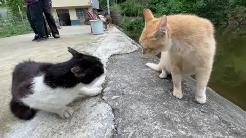 The cat's confused behavior