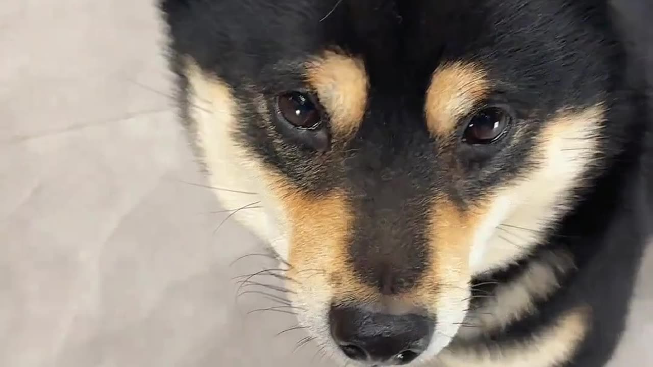😂🐶 There Are Two Kinds of Dogs! | FunFM
