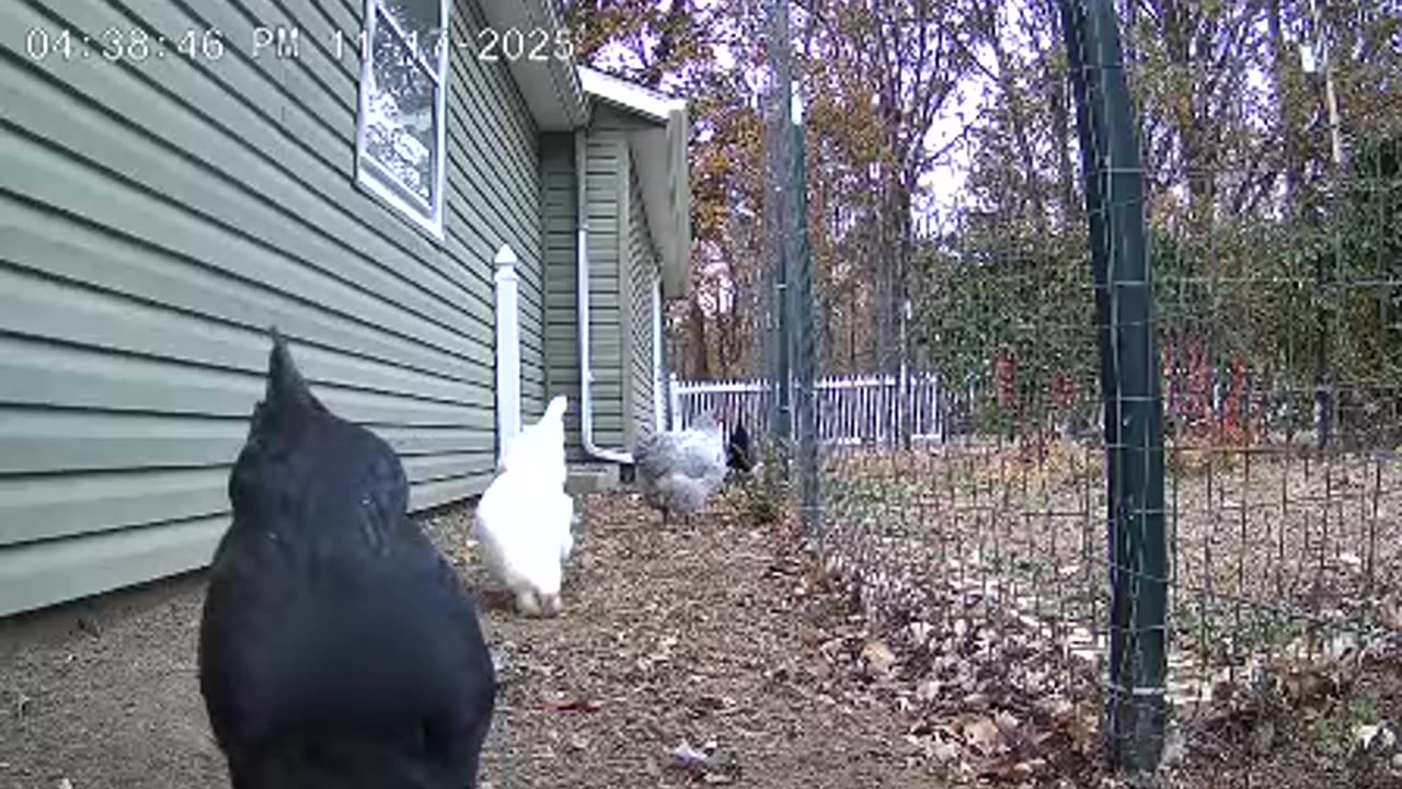 A Little Cracked Corn Before Perch Up!