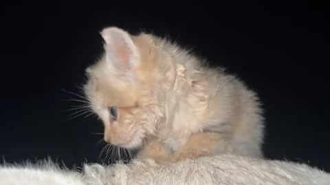 😌🐾 Pure Peace: The Calmest Animal Moment Ever! | FunFM