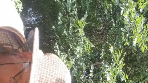 Bee hive 3 inspection 7.18.25
