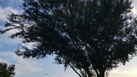 20250907 190852 Party Tree