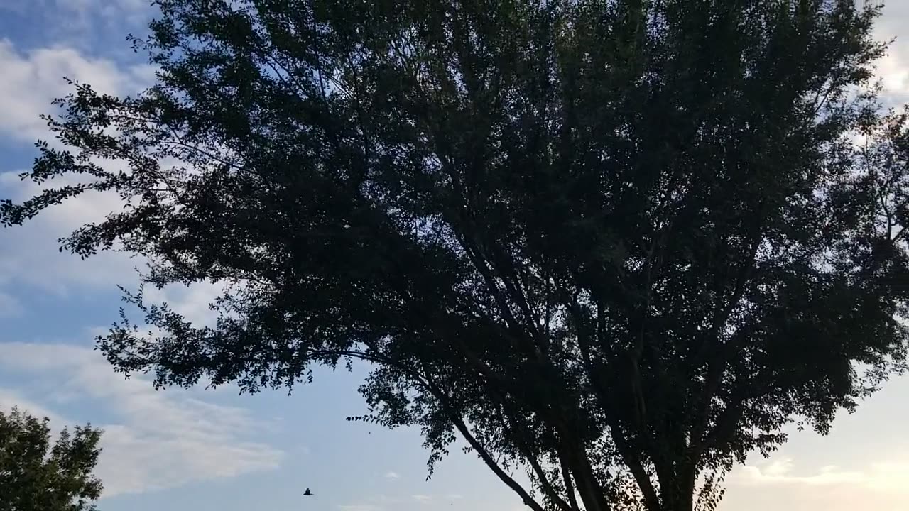 20250907 190852 Party Tree