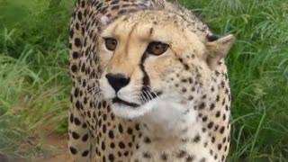 Rare Lovely Cheetah