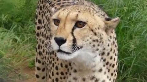 Rare Lovely Cheetah