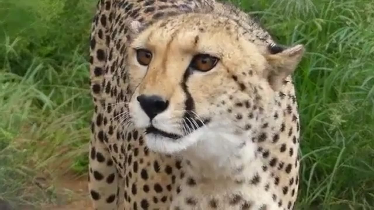Rare Lovely Cheetah