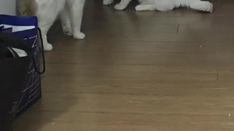 Surprise level: kitty edition 🐱💥