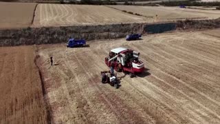 Drought bakes China's wheat belt, slashing harvests for some