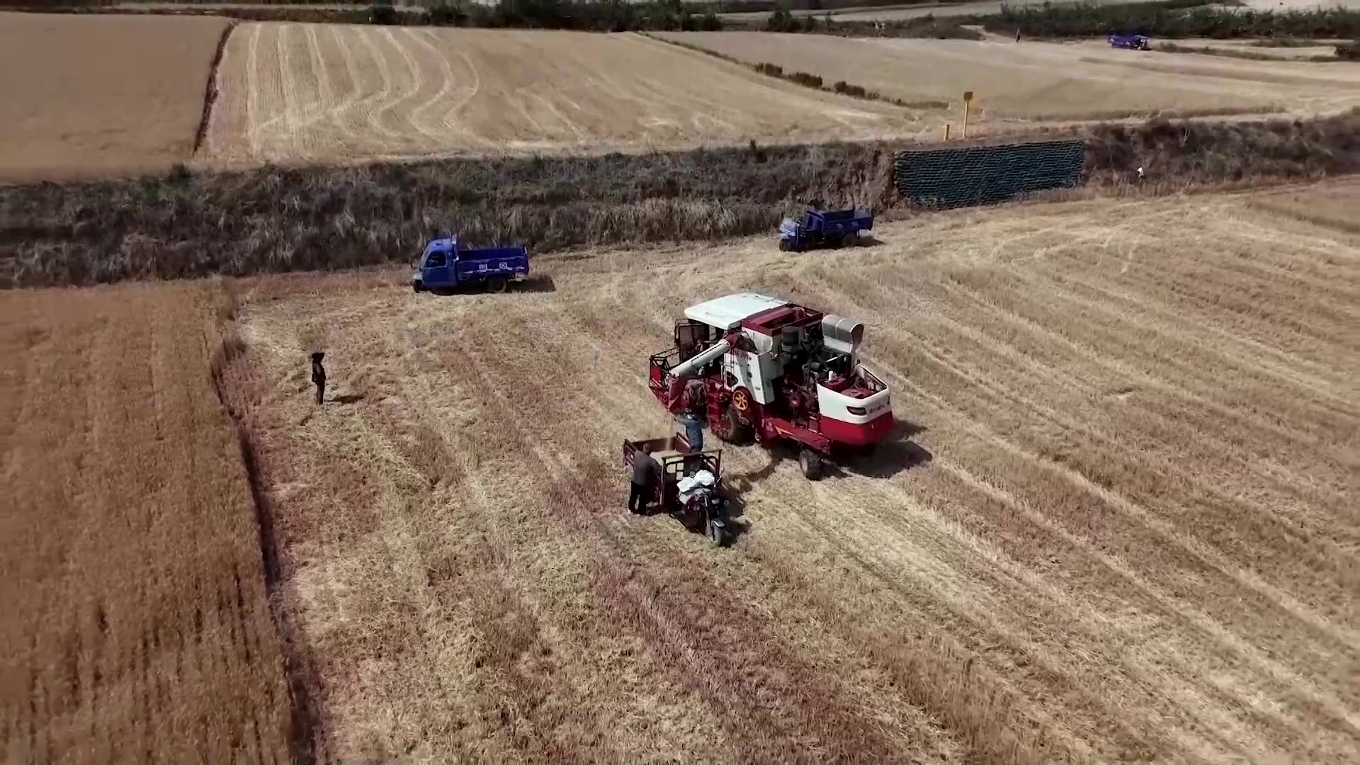 Drought bakes Chinas wheat belt, slashing harvests for some