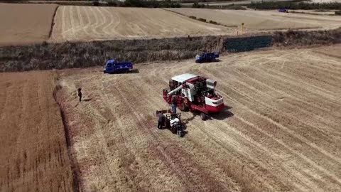 Drought bakes China's wheat belt, slashing harvests for some