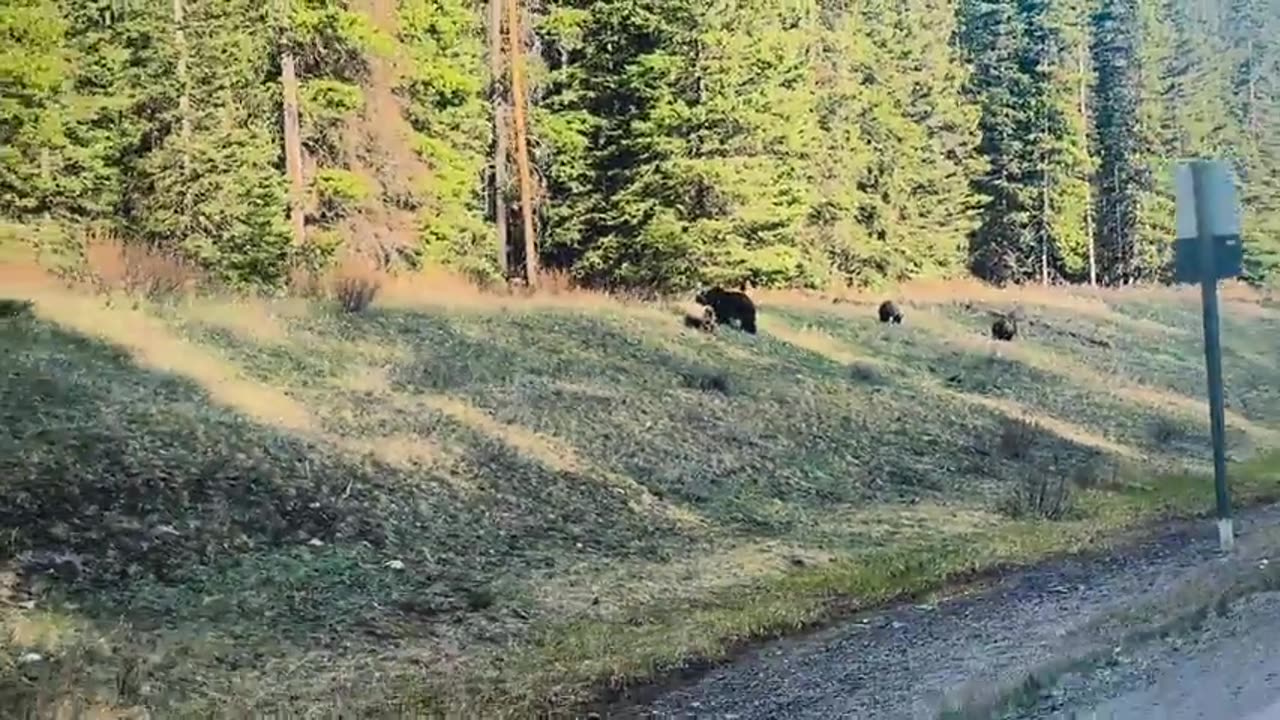 The Bears were out in Kananaskis!