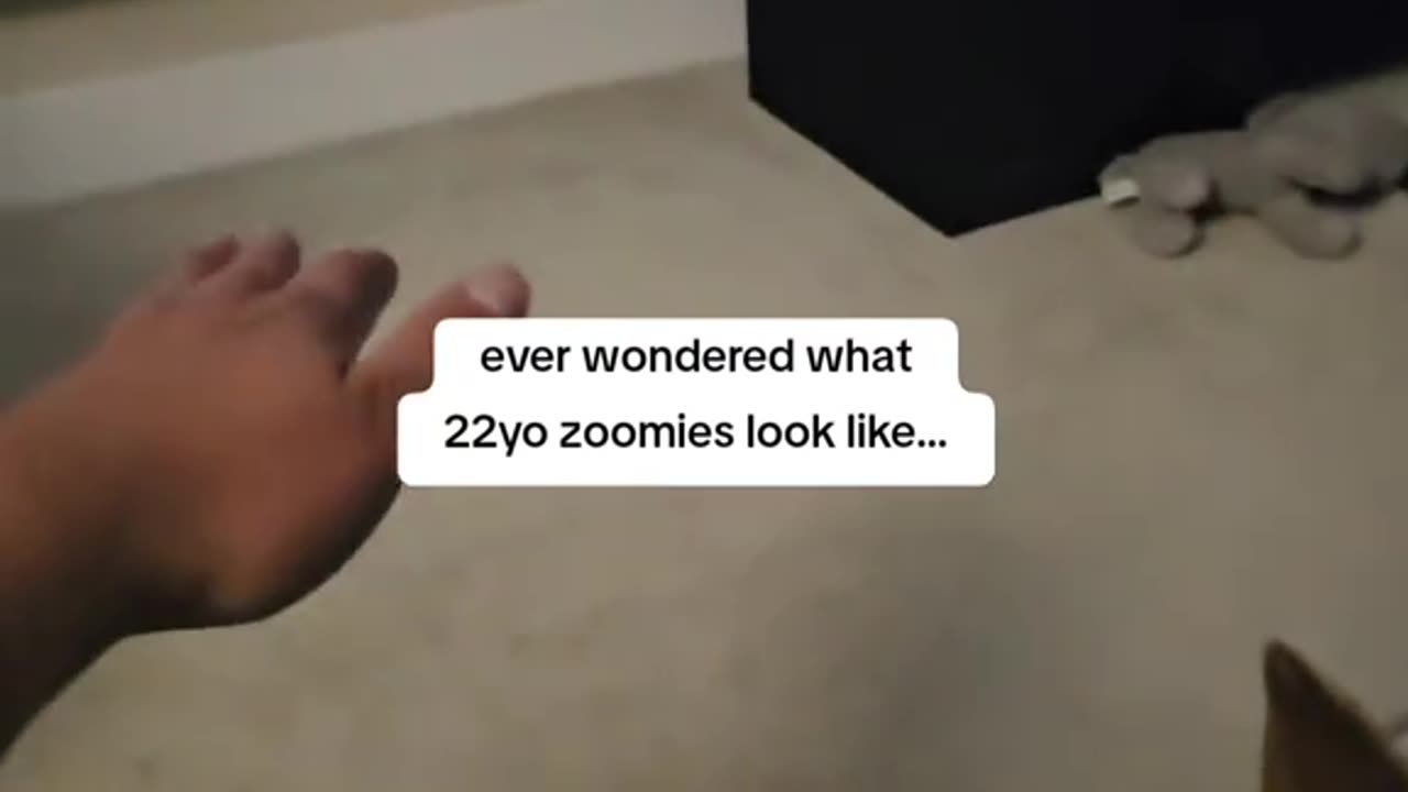 22 Year Old Dog Has Joyful Zoomies