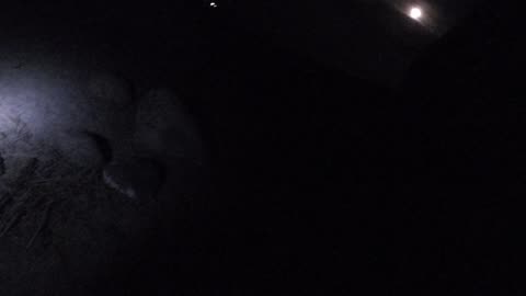 Bats flying over pond
