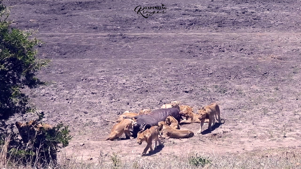 23 Lions vs 2 Buffalo a Leopard & an Angry Elephant